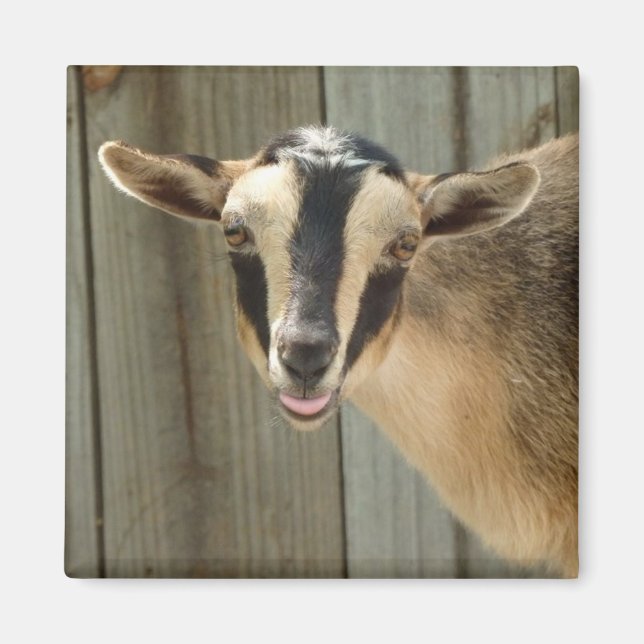 Buckskin Nigerian Dwarf Dairy Goat Kid Magnet (Front)