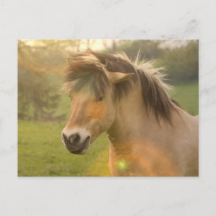 Buckskin Pony Postcard