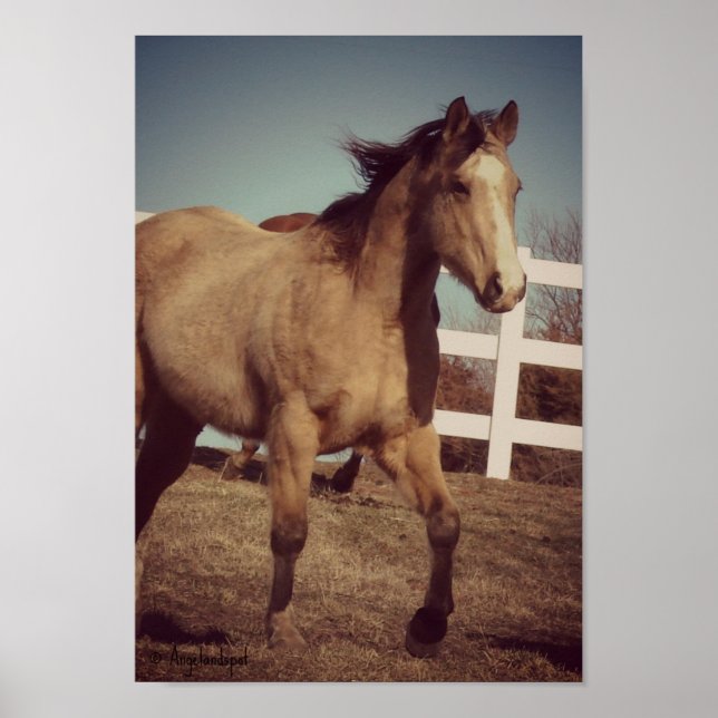 Buckskin Trot Poster (Front)