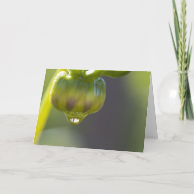 Bud and drop greeting card (Front)