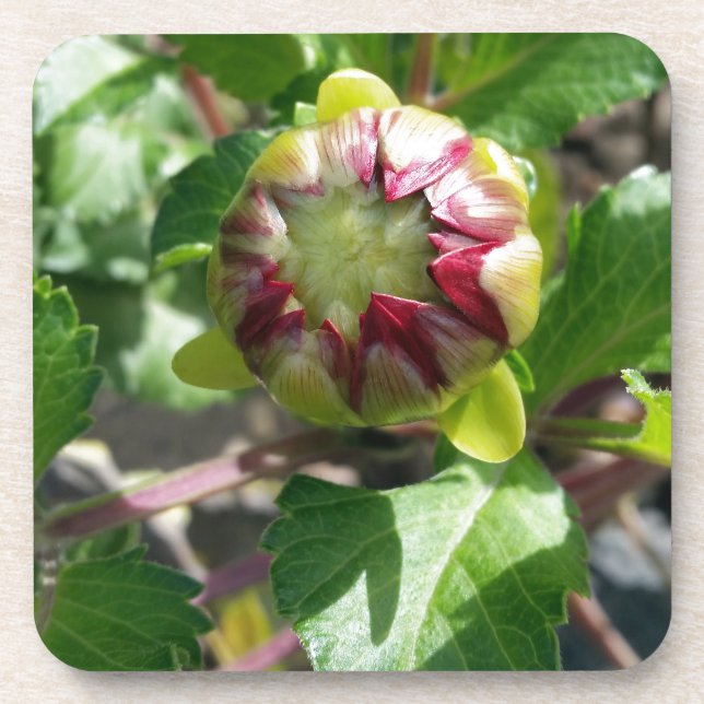 bud in autumn coaster (Front)