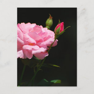 Bud of a rose postcard