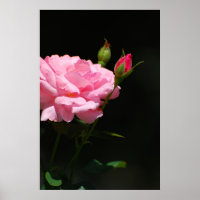Bud of a rose