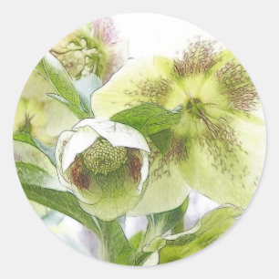 Bud To Blossom - White Hellebores Classic Round Sticker