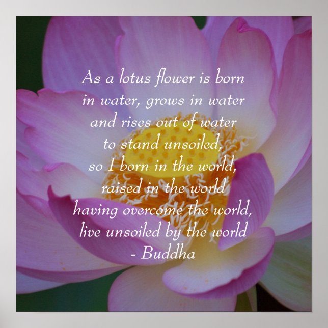 Buddha quote Lotus flower Poster (Front)