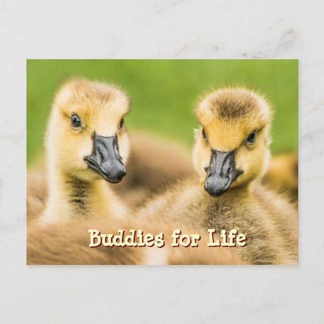 Buddies for Life Postcard (Front)
