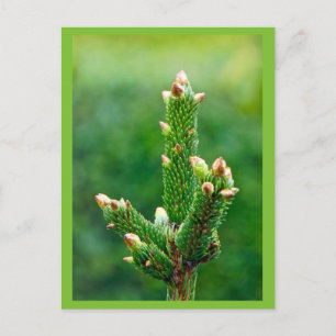 Budding Christmas Tree Postcard