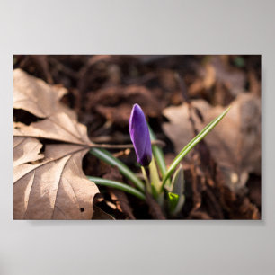 Budding Crocus Poster