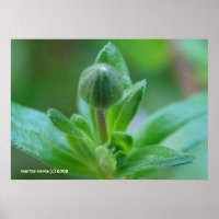Budding into Spring