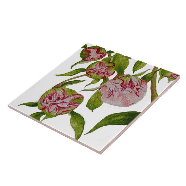 Budding Peonies on Ceramic Tile (Side)