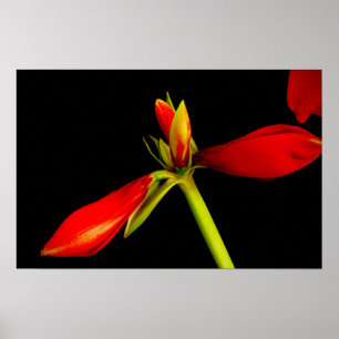 Budding Red Amaryllis on Black Poster