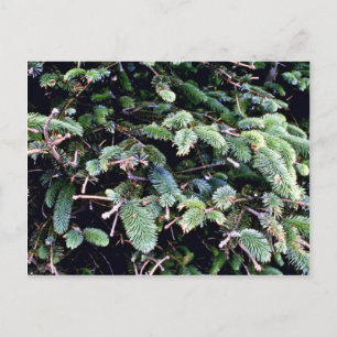 Budding Sitka Spruce Postcard