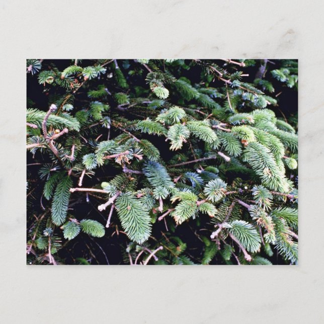 Budding Sitka Spruce Postcard (Front)