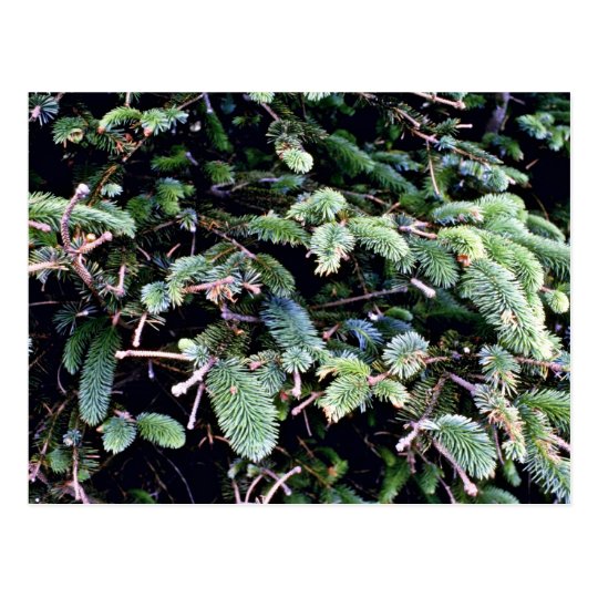 Budding Sitka Spruce Postcard