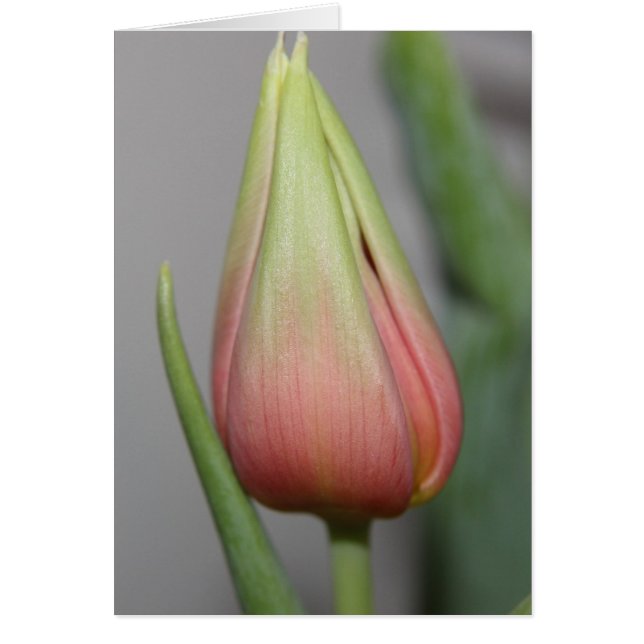 Budding Tulip #3 (Front)