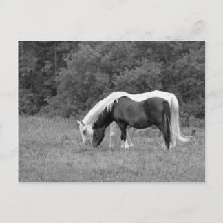 Buddy,s Postcard