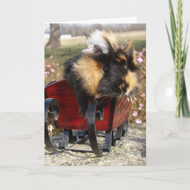 Buddy The Guinea Pig Wishes You A Merry Christmas Holiday Card (Front)