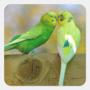 Budgerigars perched face to face square sticker