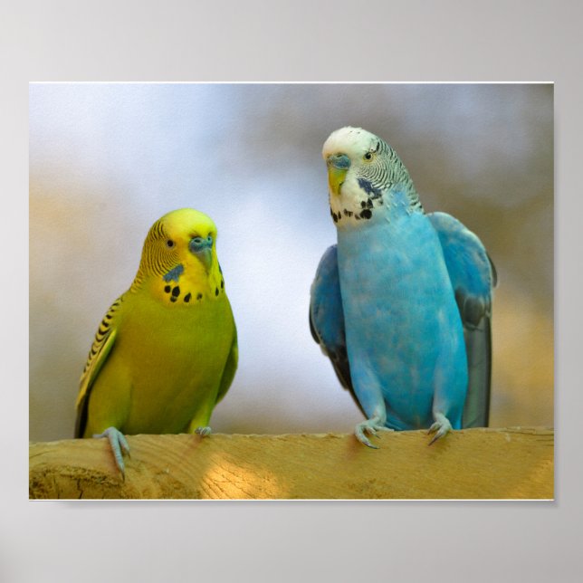 Budgerigars perched poster (Front)
