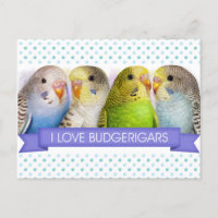 Budgerigars realistic painting