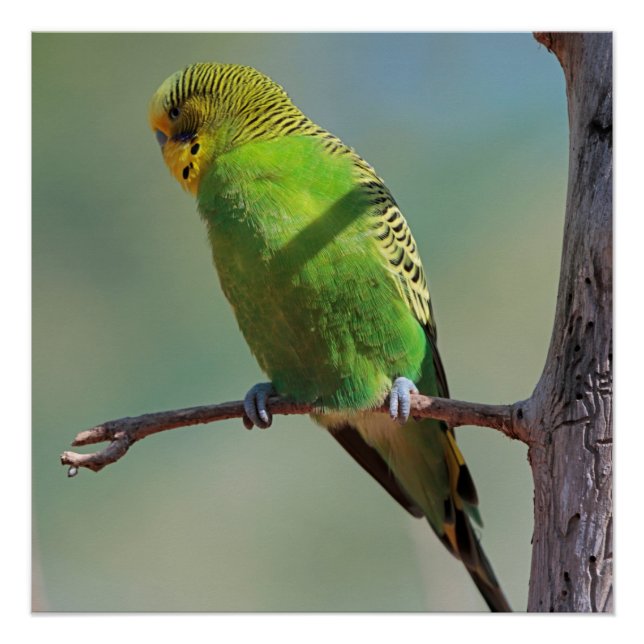 Budgie_2015_0102 Poster (Front)