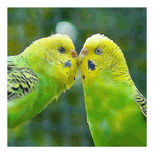 Budgie_2015_0604 Photo Print