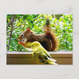 Budgie and Red Squirrel Postcard