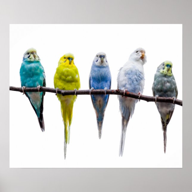 Budgie Birds Poster (Front)