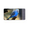 Budgie