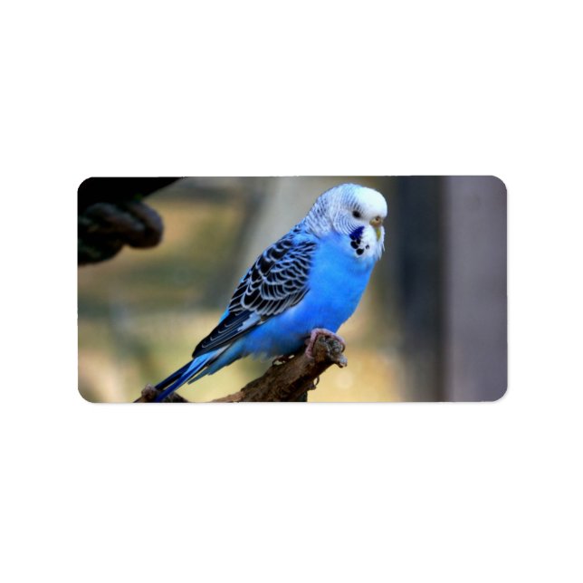Budgie Label (Front)
