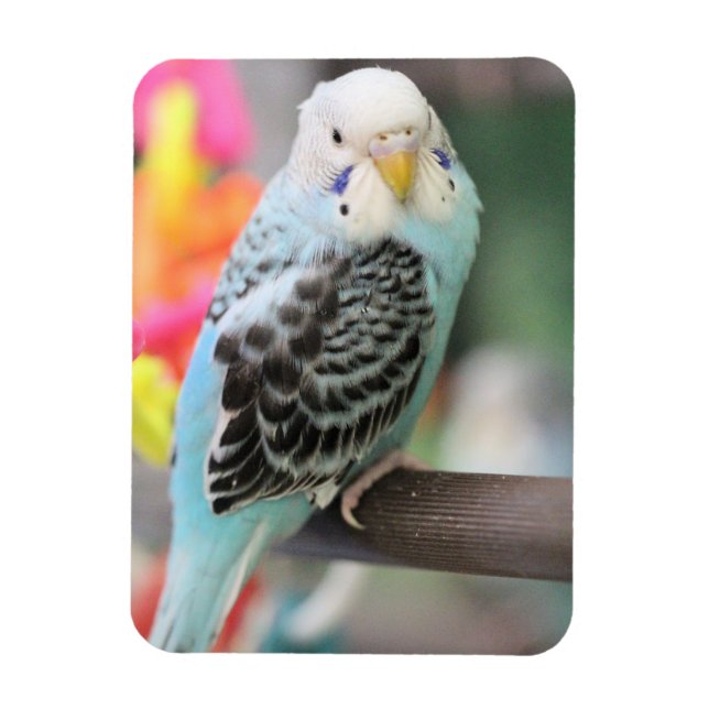 Budgie Magnet (Vertical)