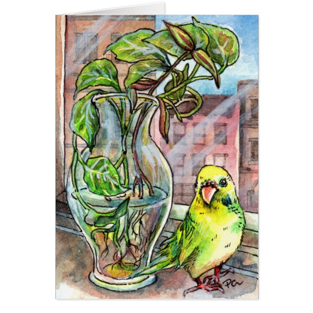 Budgie par la fenêtre (Devant)