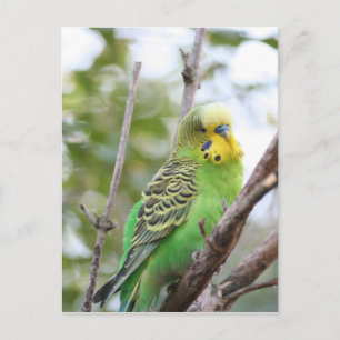 budgie postcard