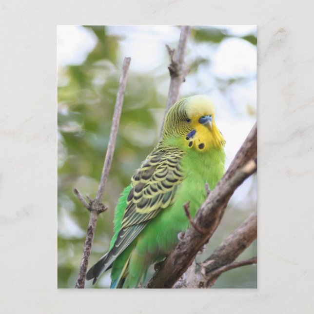 budgie postcard (Front)