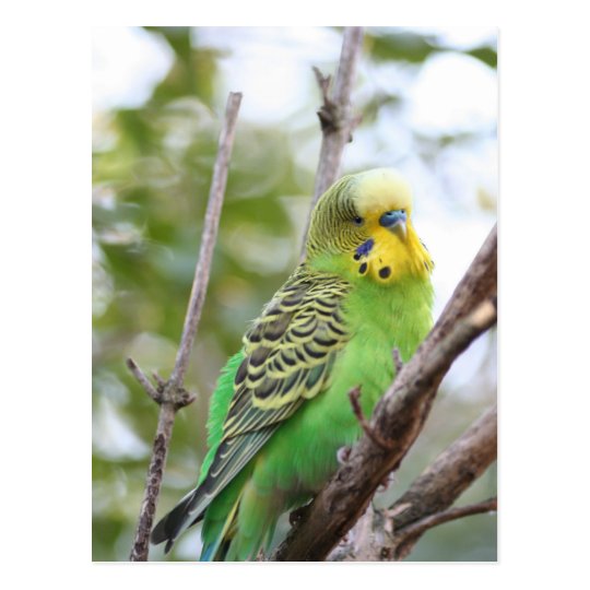 budgie postcard