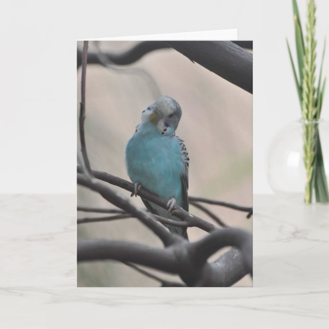 Budgie Se Demande À Propos De Vous - Carte D'Art F (Devant)