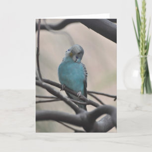 Budgie Se Demande À Propos De Vous - Carte D'Art F