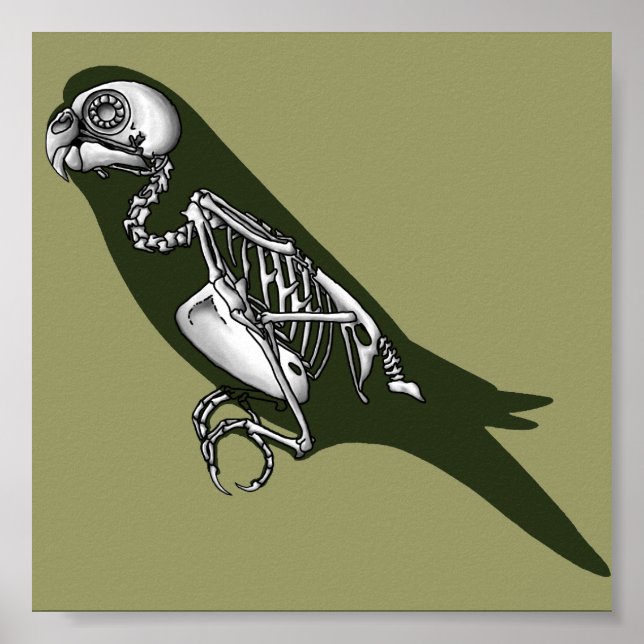 Budgie skeleton poster (Front)