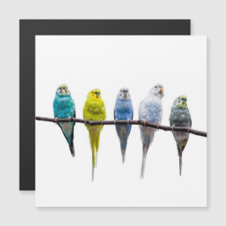 Budgies