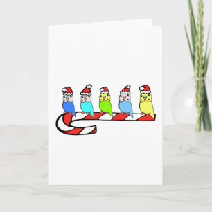 Budgies- Christmas Holiday Card