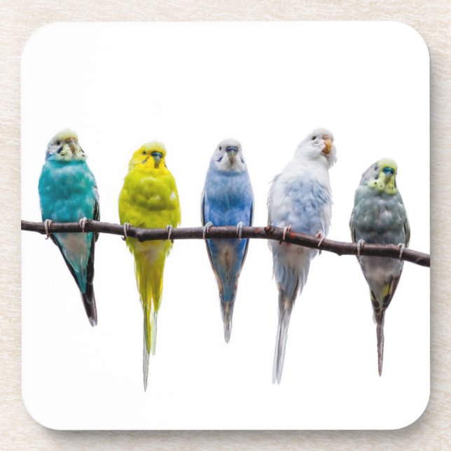 Budgies Coaster (Front)