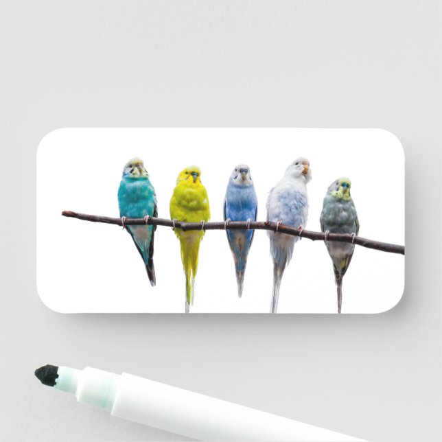 Budgies Name Tag (In Situ)