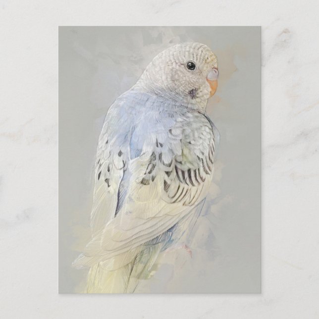 Budgies No.7 Postcard (Front)