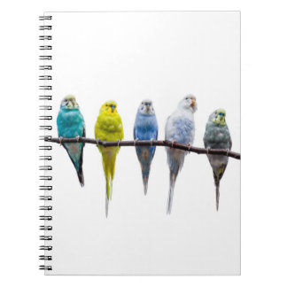 Budgies Notebook