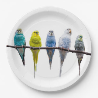 Budgies Paper Plate