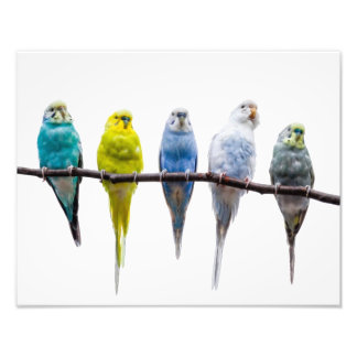 Budgies Photo Print