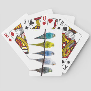 Budgies Playing Cards