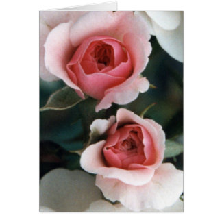 Buds becoming blossoms