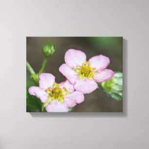 Buds in Early Spring Dogwood Canvas Print