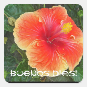 Buenos Dias Square Sticker